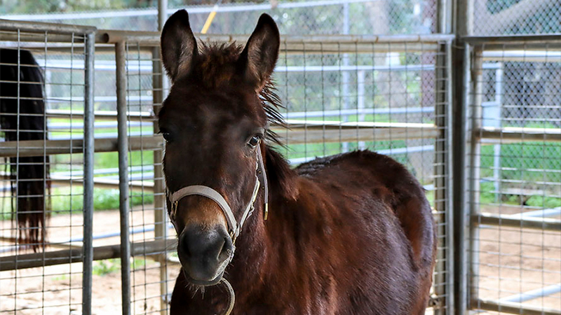 A horse inside a stable A horse inside a stable